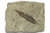 Fossil Leaf (Cedrelospermum) - Green River Formation, Utah #323291-1